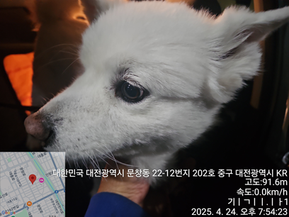 대전동물보호센터_430365202500111