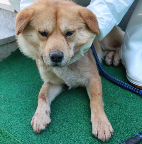 제주 동물보호센터_450650202500927