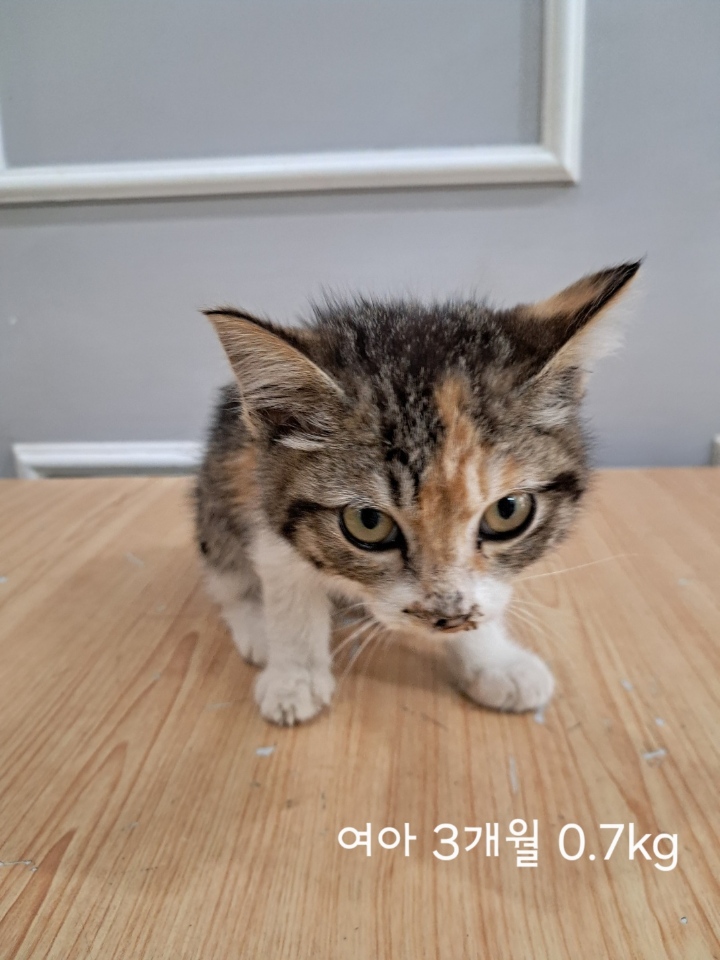 옥천동물병원_443443202500391