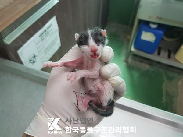 한국동물구조관리협회_411317202500155