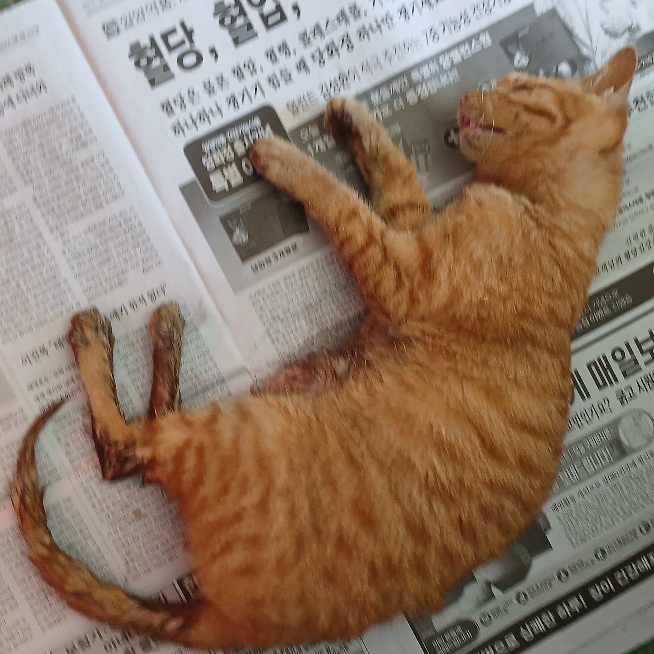 대구유기동물보호협회_427344202500105