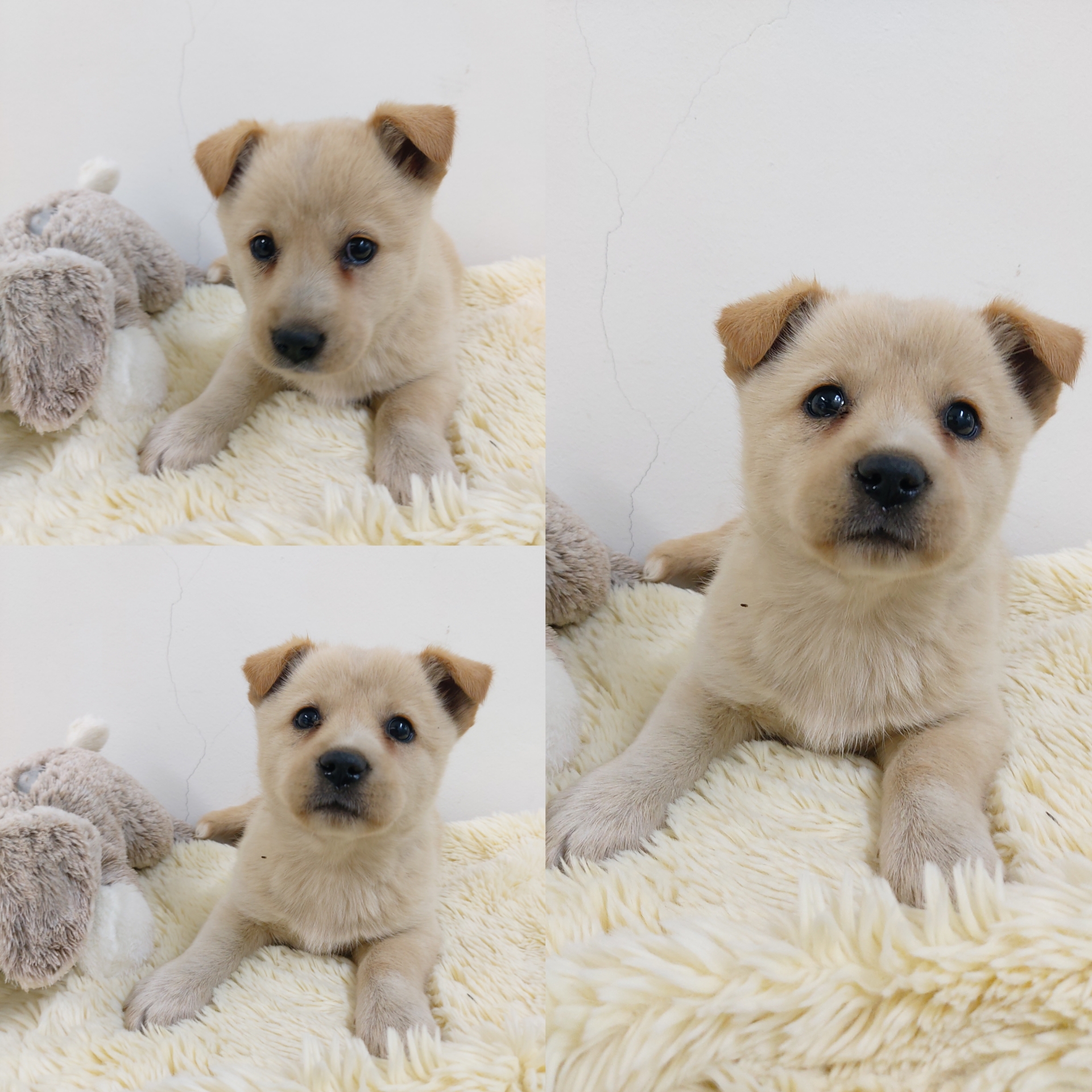 경주동물사랑보호센터_447505202500377