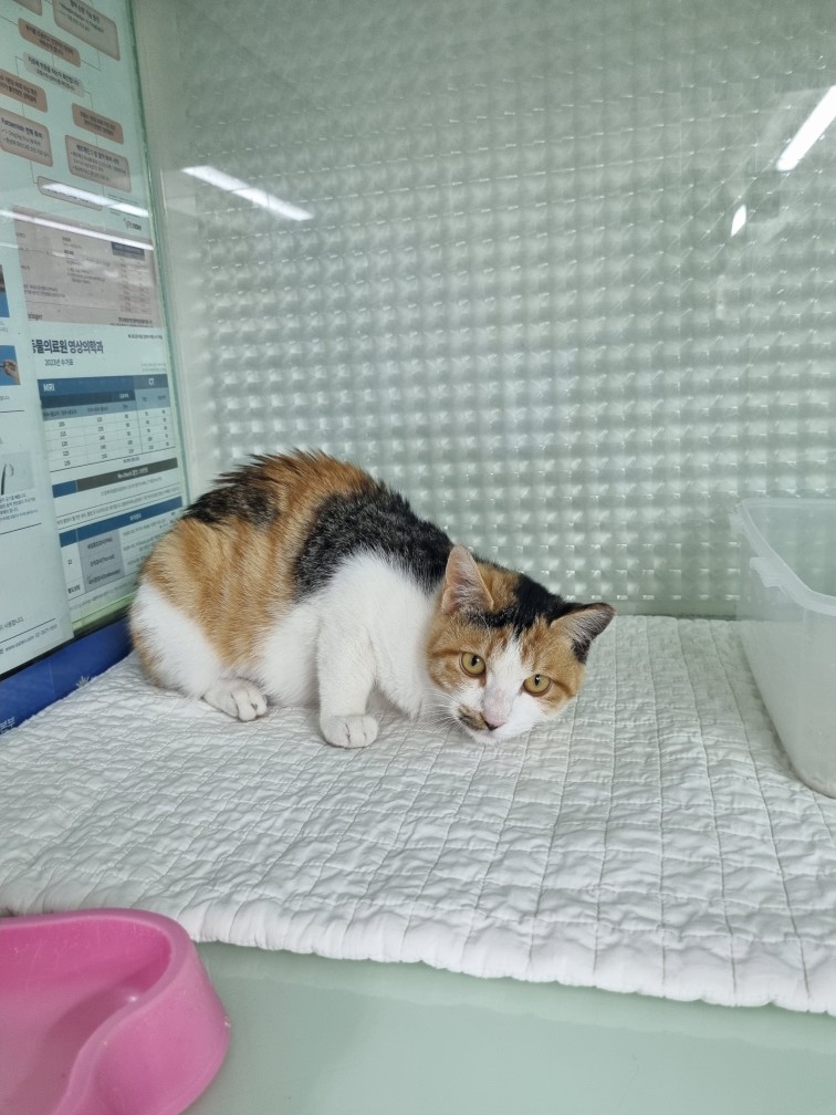 신공항동물병원_428349202500319