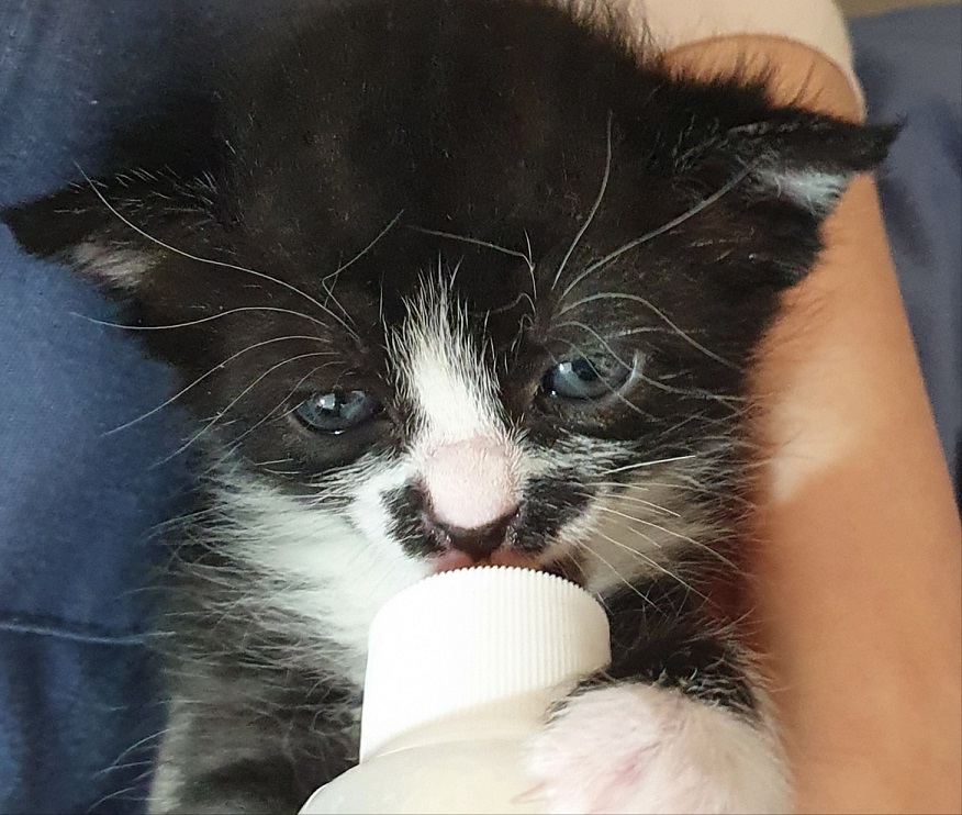 [고양이] 한국 고양이 서울-관악-2025-00071 유기동물 배경 이미지 입니다.