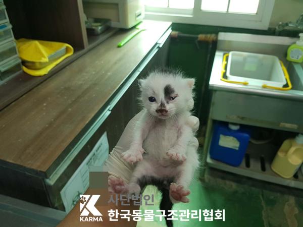 한국동물구조관리협회_411316202500230