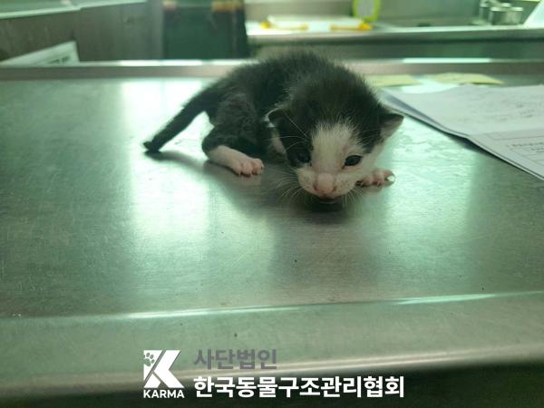 한국동물구조관리협회_411316202500231