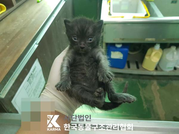 한국동물구조관리협회_441409202500610