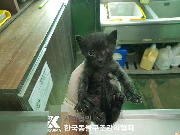 한국동물구조관리협회_441409202500609