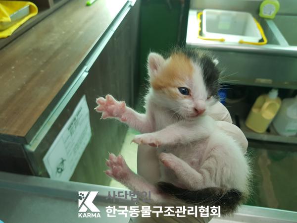 종료(입양) 한국 …