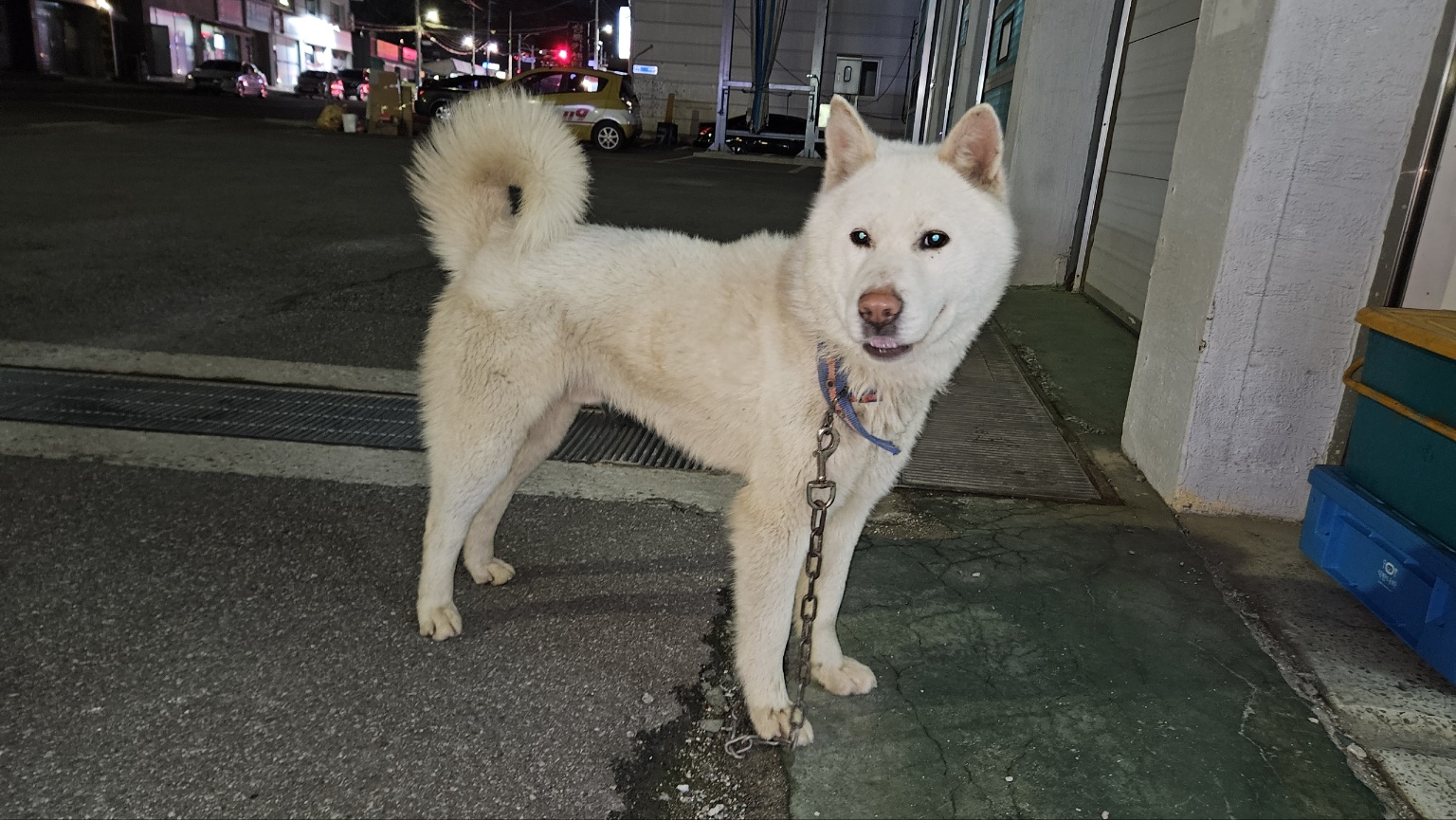 금왕동물병원_443447202500436