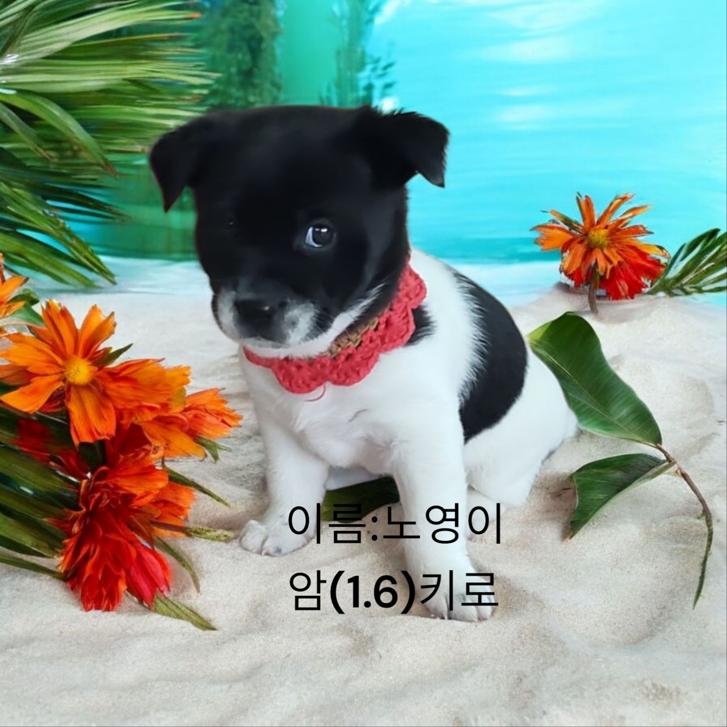 성주유기동물보호센터_447521202500184