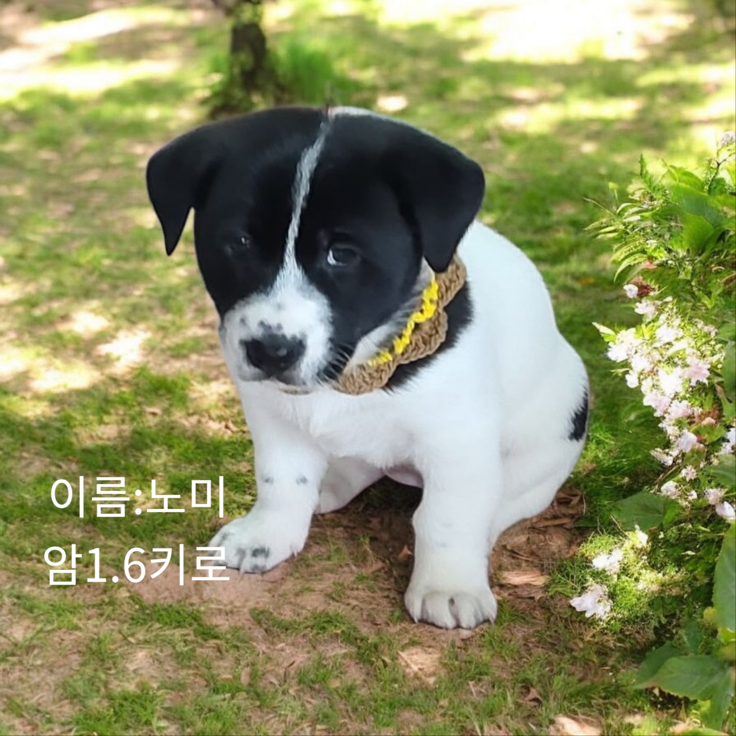 성주유기동물보호센터_447521202500185