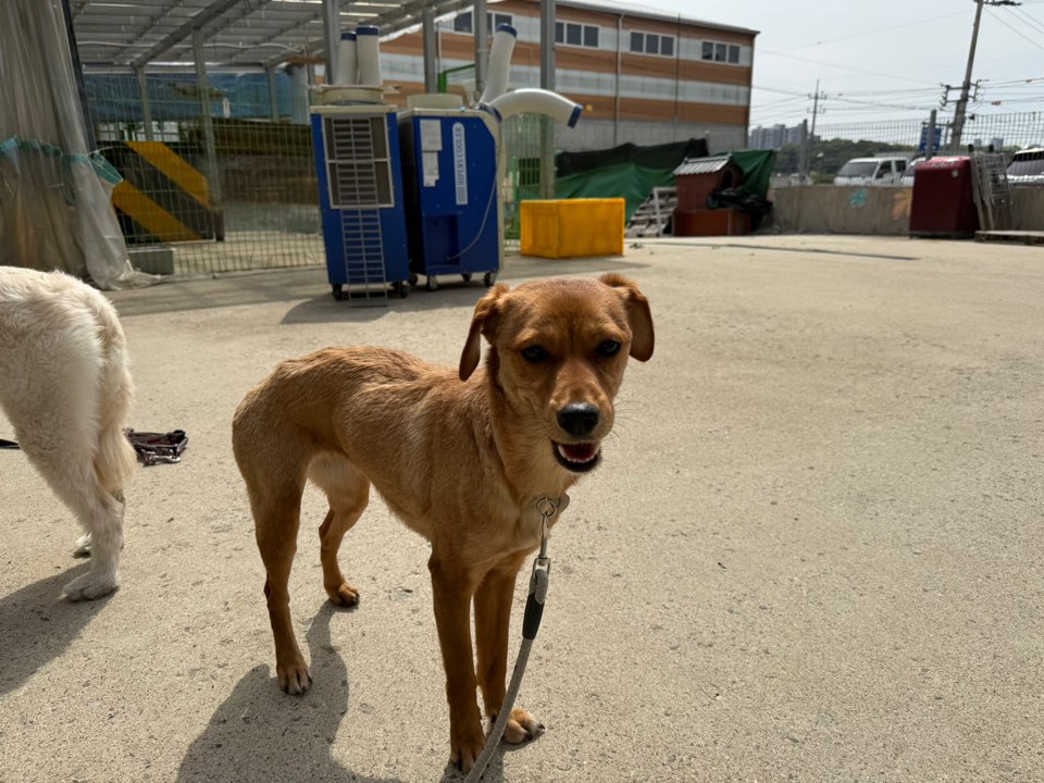 광주동물보호센터_429362202500174