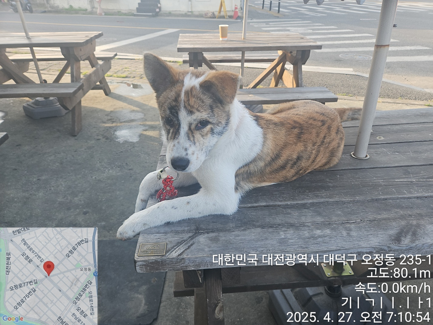 대전동물보호센터_430368202500131