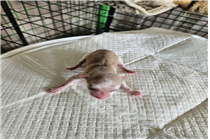 (사)동물보호관리협회_448535202500833