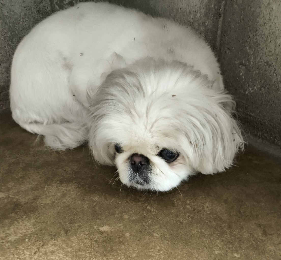 군산유기동물보호센터_445467202500662