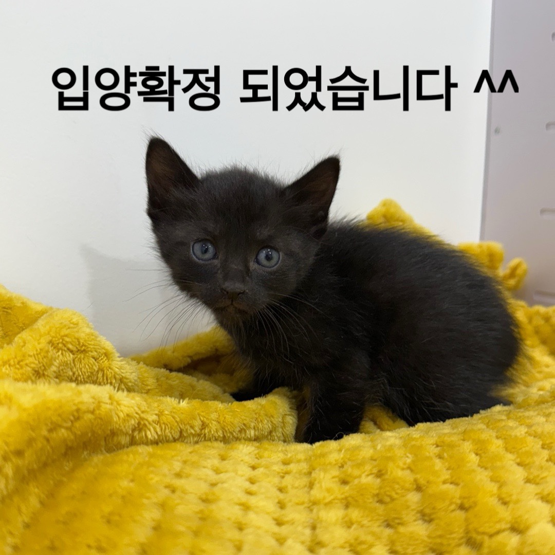 멘토동물병원_427346202500361