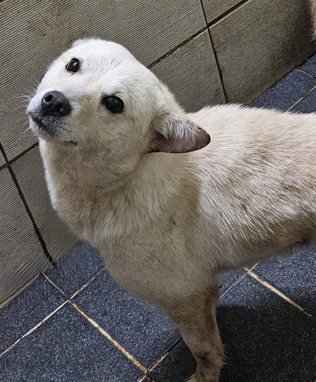 대구유기동물보호센터_427342202500375