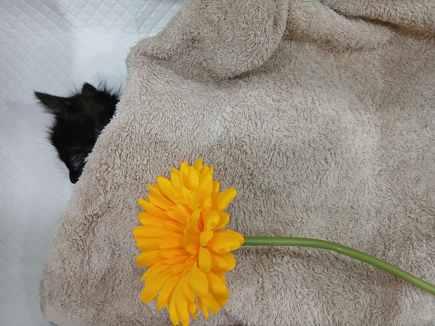 종료(자연사) 한국…