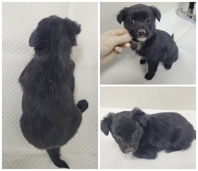 논산시 동물보호센터_444454202500579