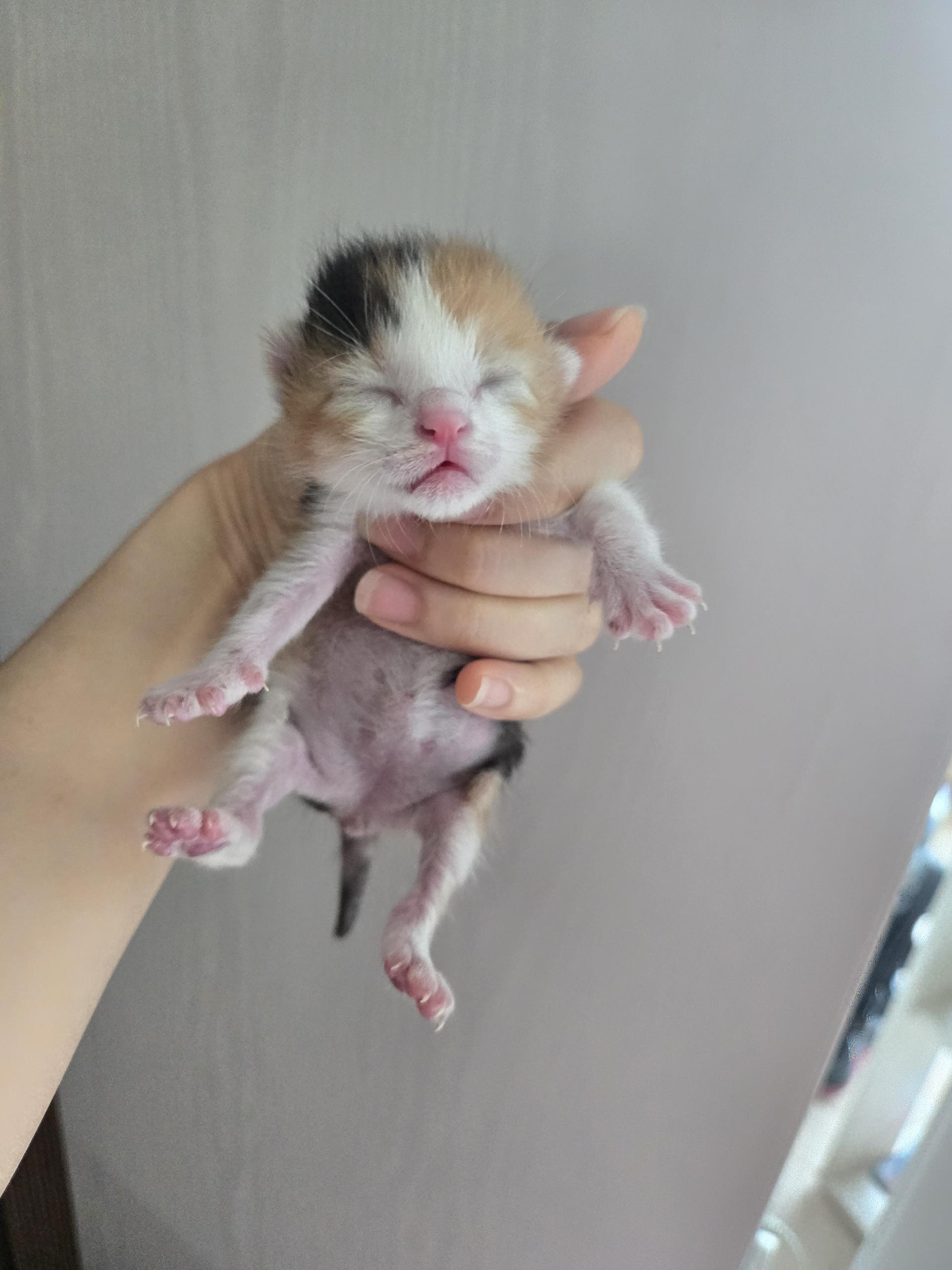 (사)하얀비둘기_426334202500055