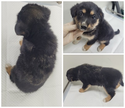논산시 동물보호센터_444454202500582