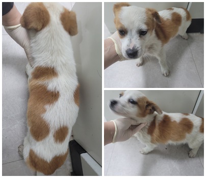 논산시 동물보호센터_444454202500584