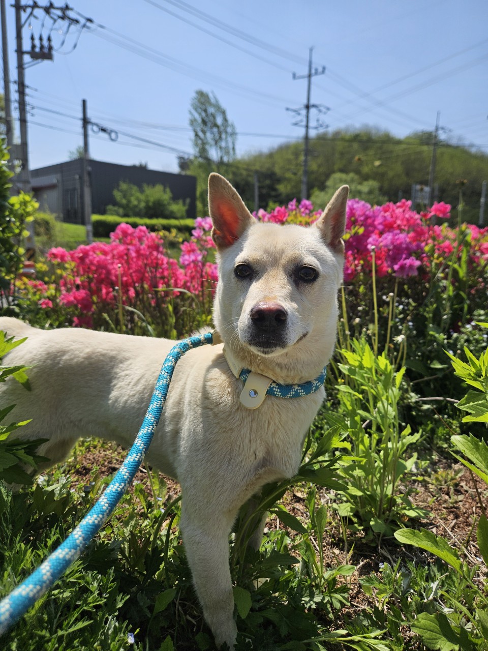 아산동물복지지원센터_444452202501145