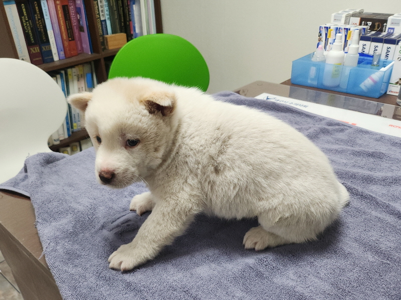 대구수의사회(아이펫)_427343202500319