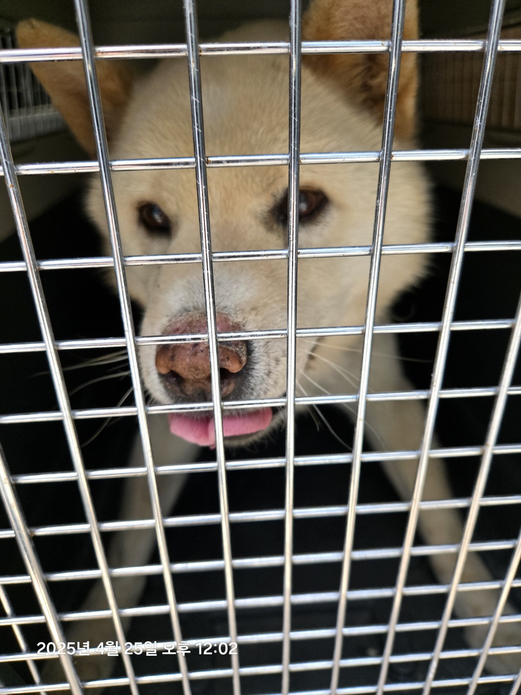 울산유기동물보호센터_431373202500525