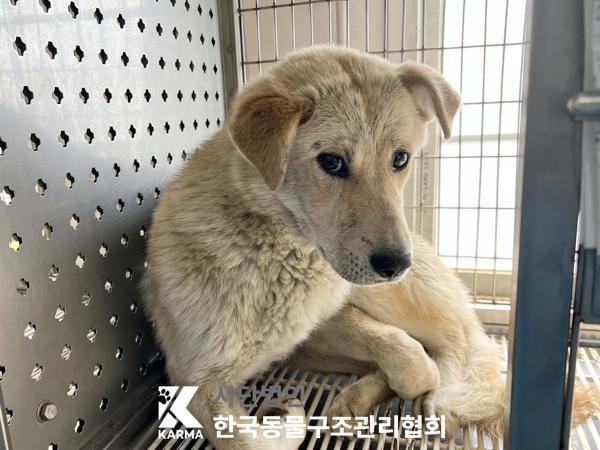 보호중 믹스견의 가…