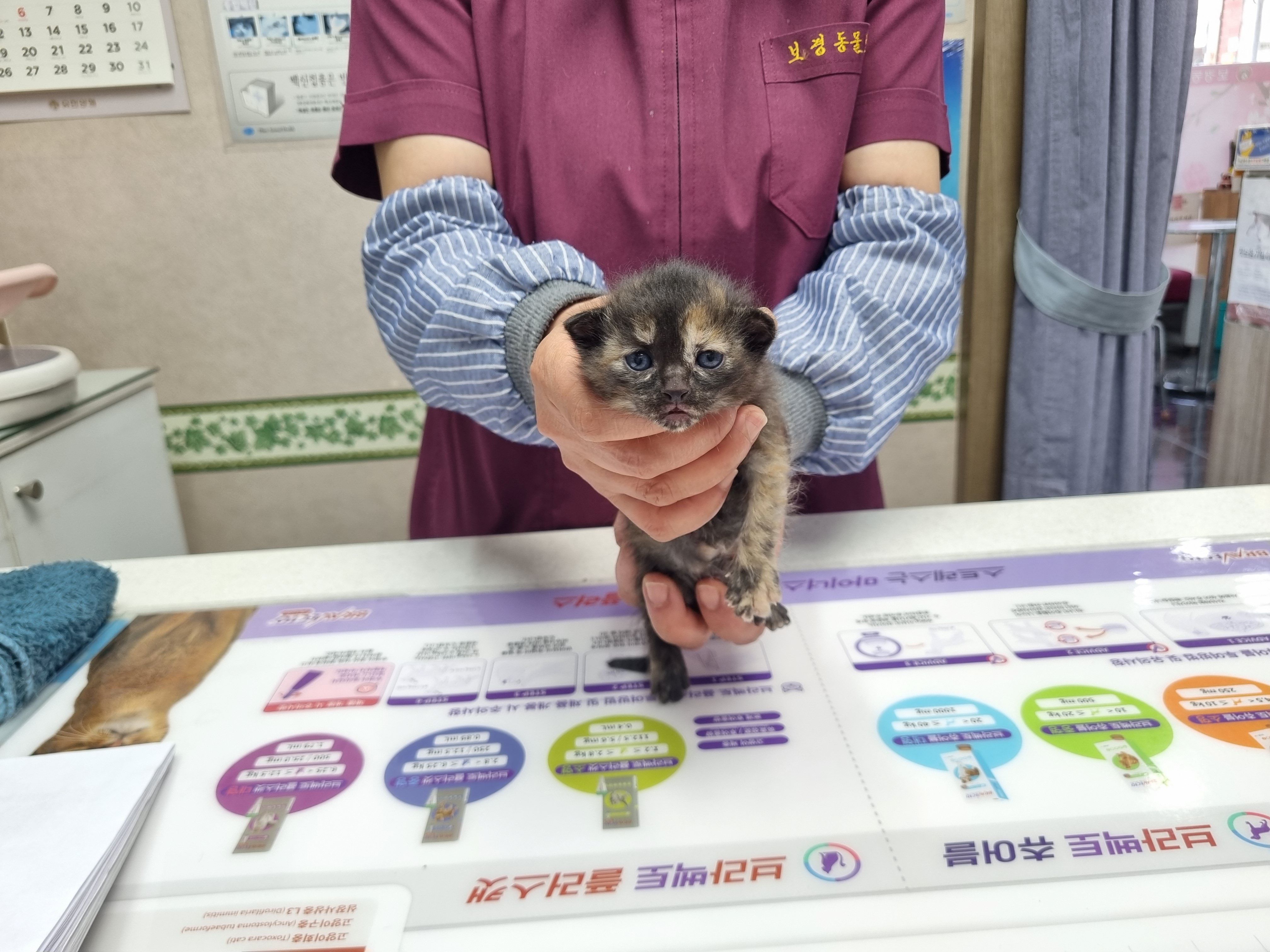 보호중 한국 고양이…
