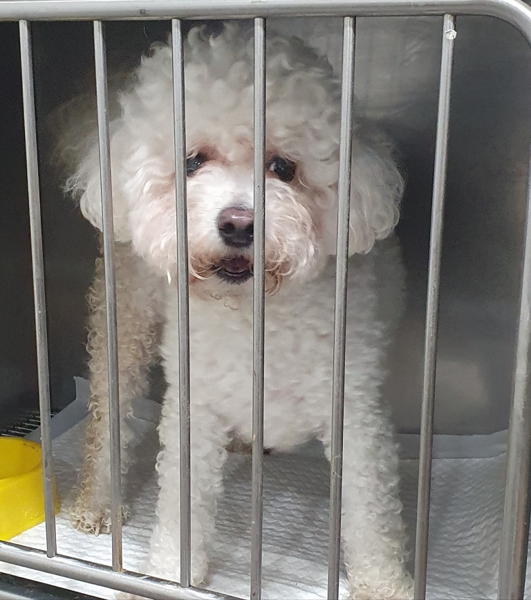 디아크 동물종합병원_411320202500201
