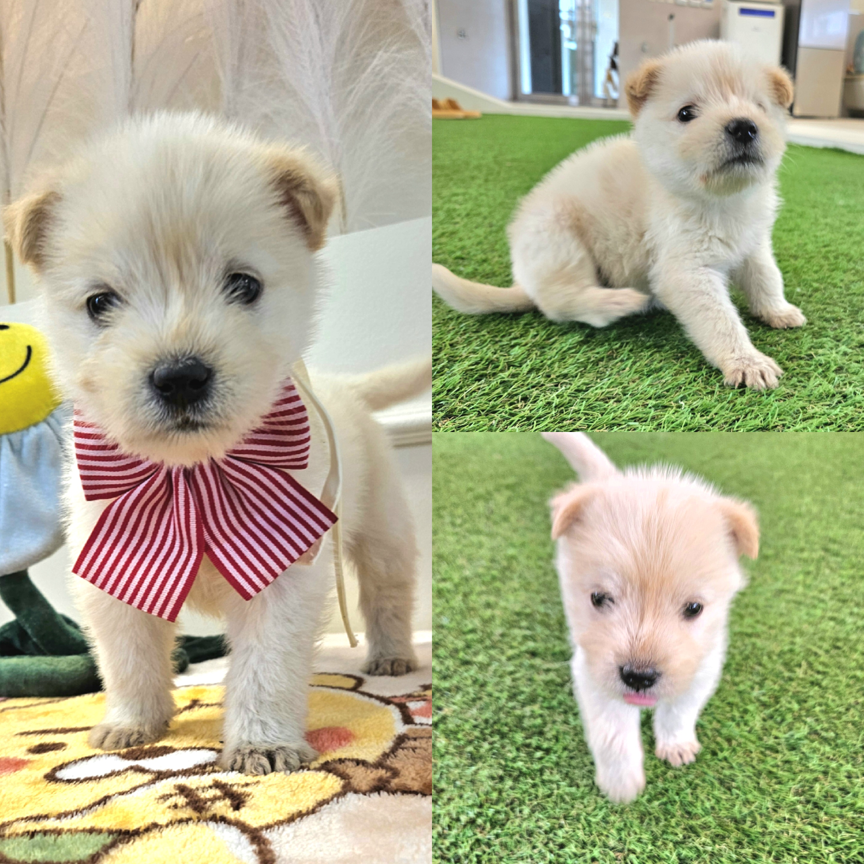 경주동물사랑보호센터_447505202500382