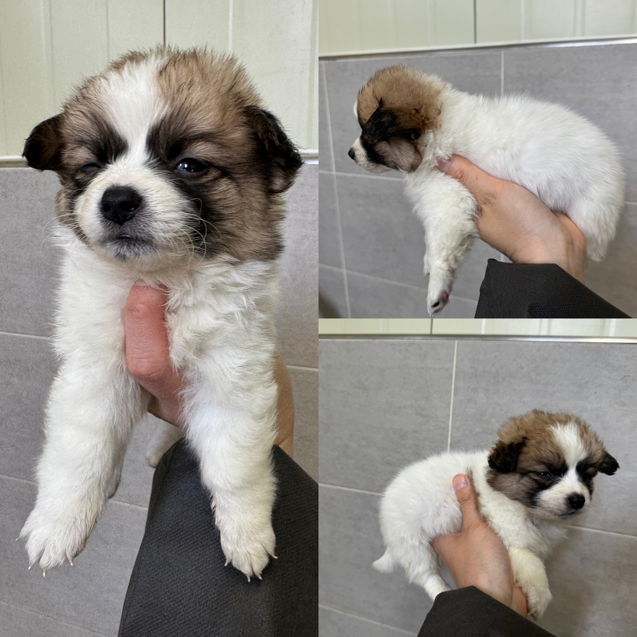 당진시동물보호소_444568202500229