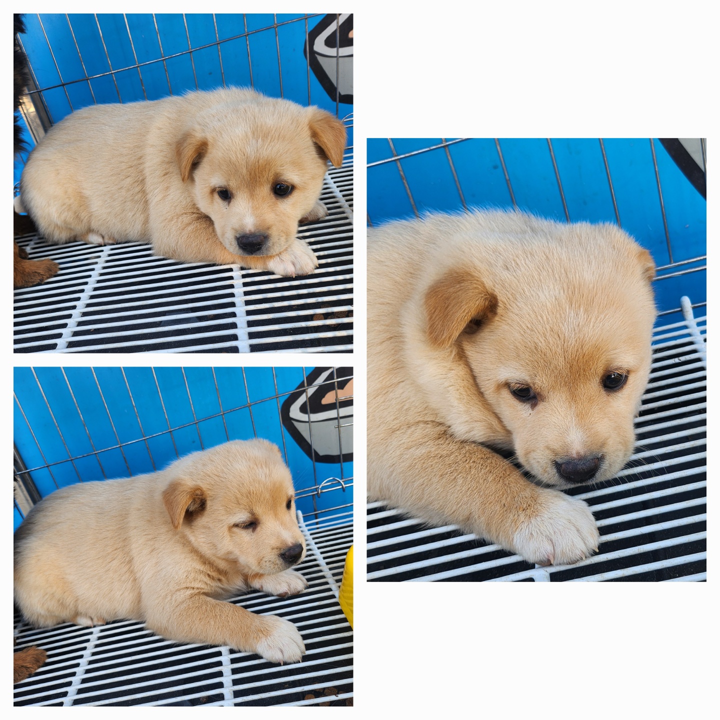 종합축산_447512202500330