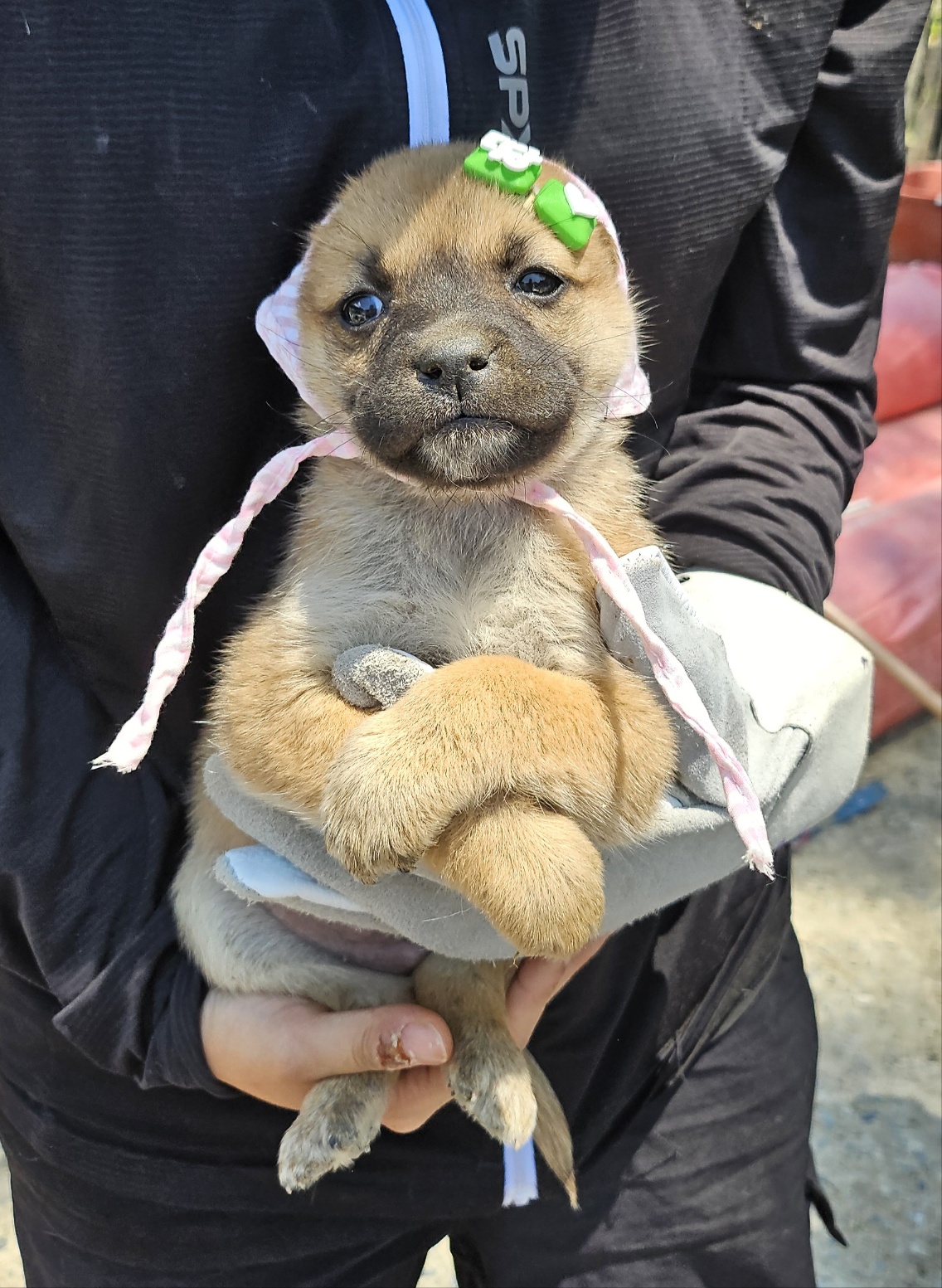 울산유기동물보호센터_431373202500535