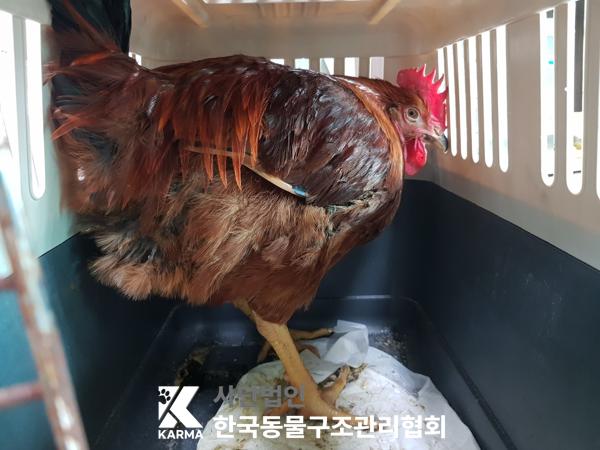 한국동물구조관리협회_411315202500270