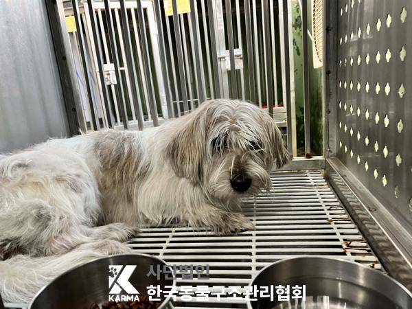 한국동물구조관리협회_411304202500206