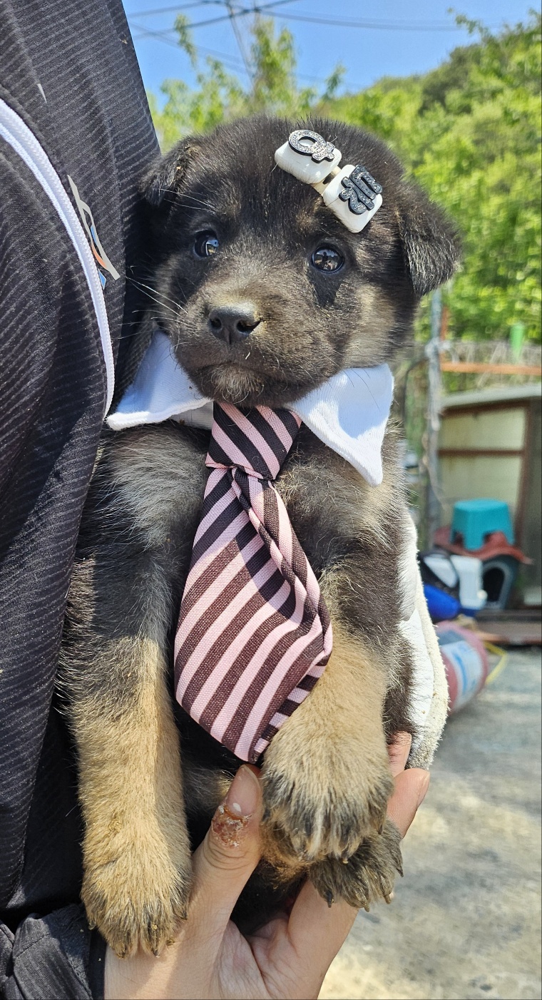 울산유기동물보호센터_431373202500533