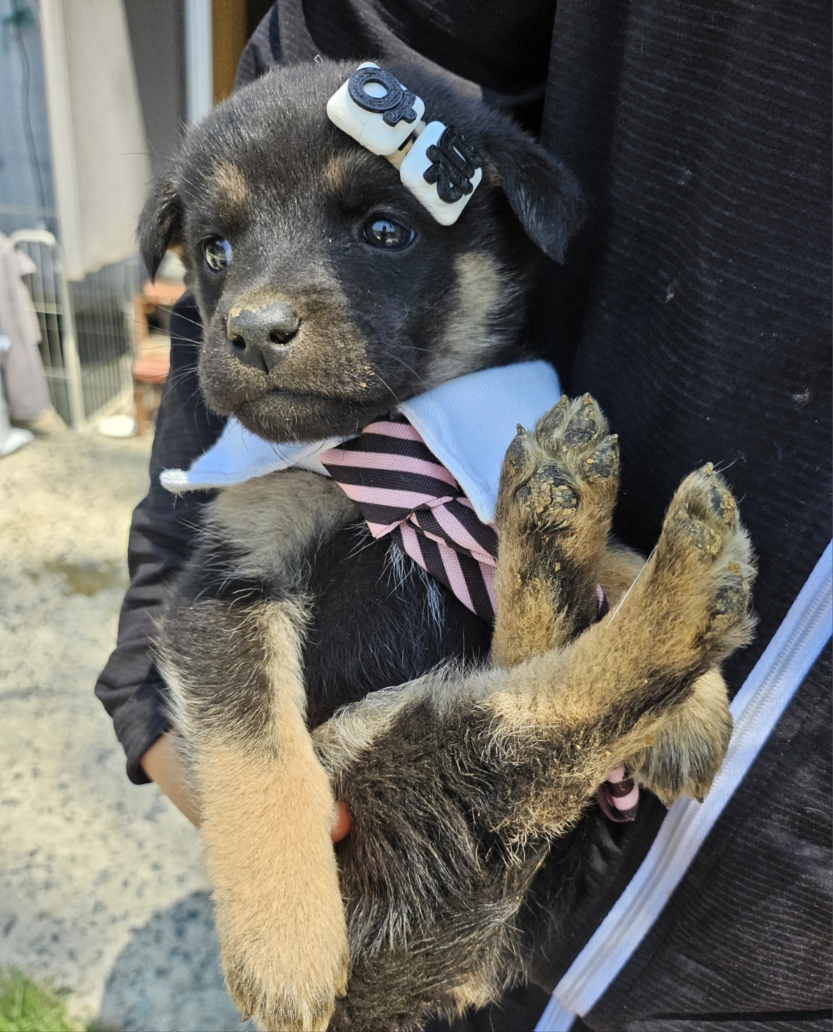울산유기동물보호센터_431373202500534
