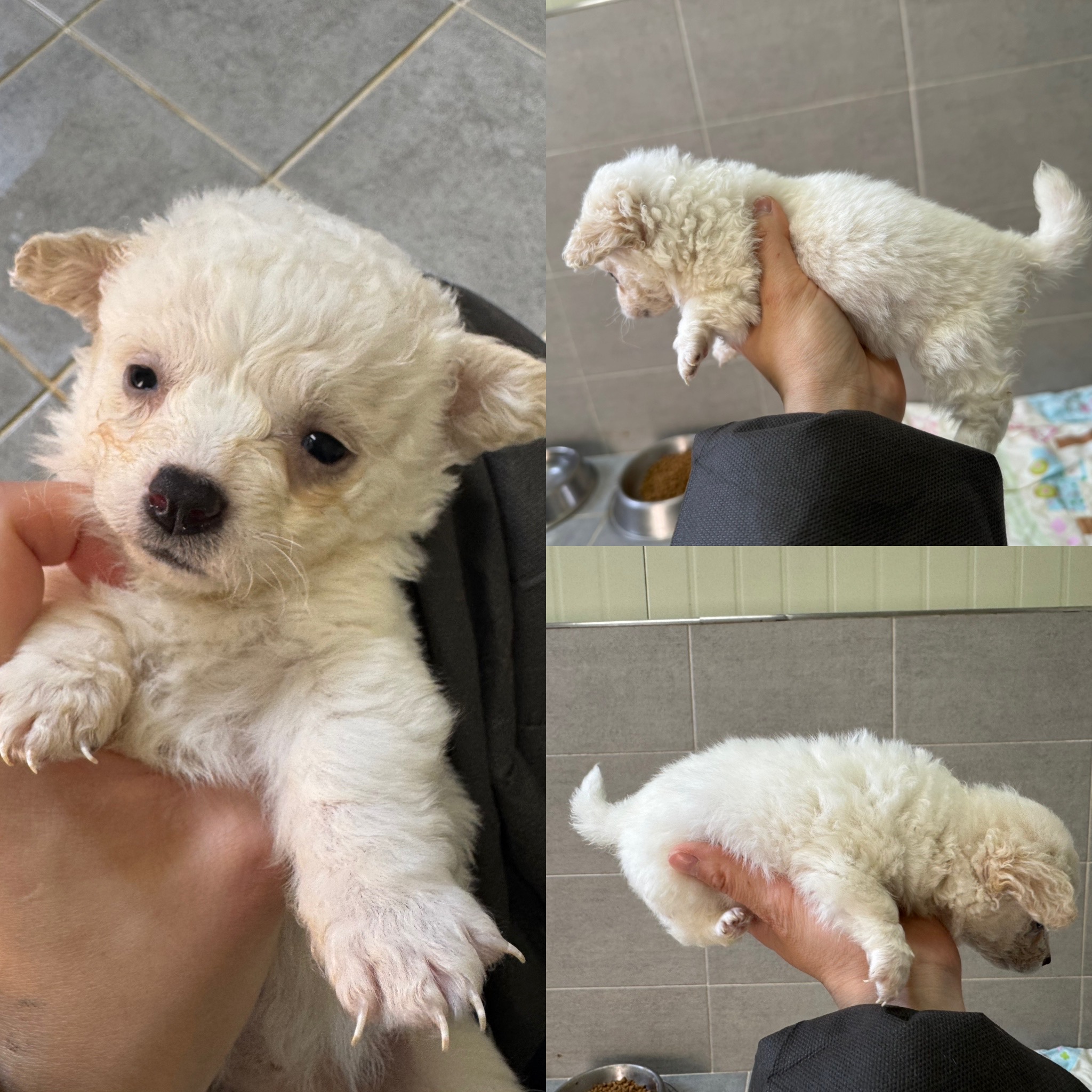 당진시동물보호소_444568202500232