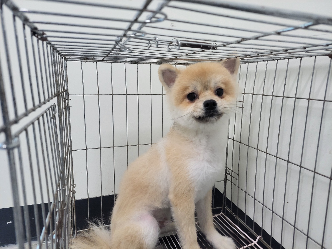 고양시동물보호센터_441394202500803