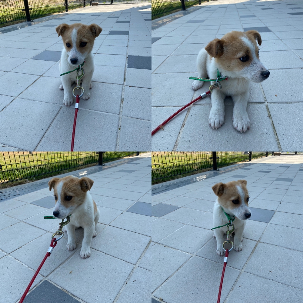 구미시 동물보호센터_447508202500690