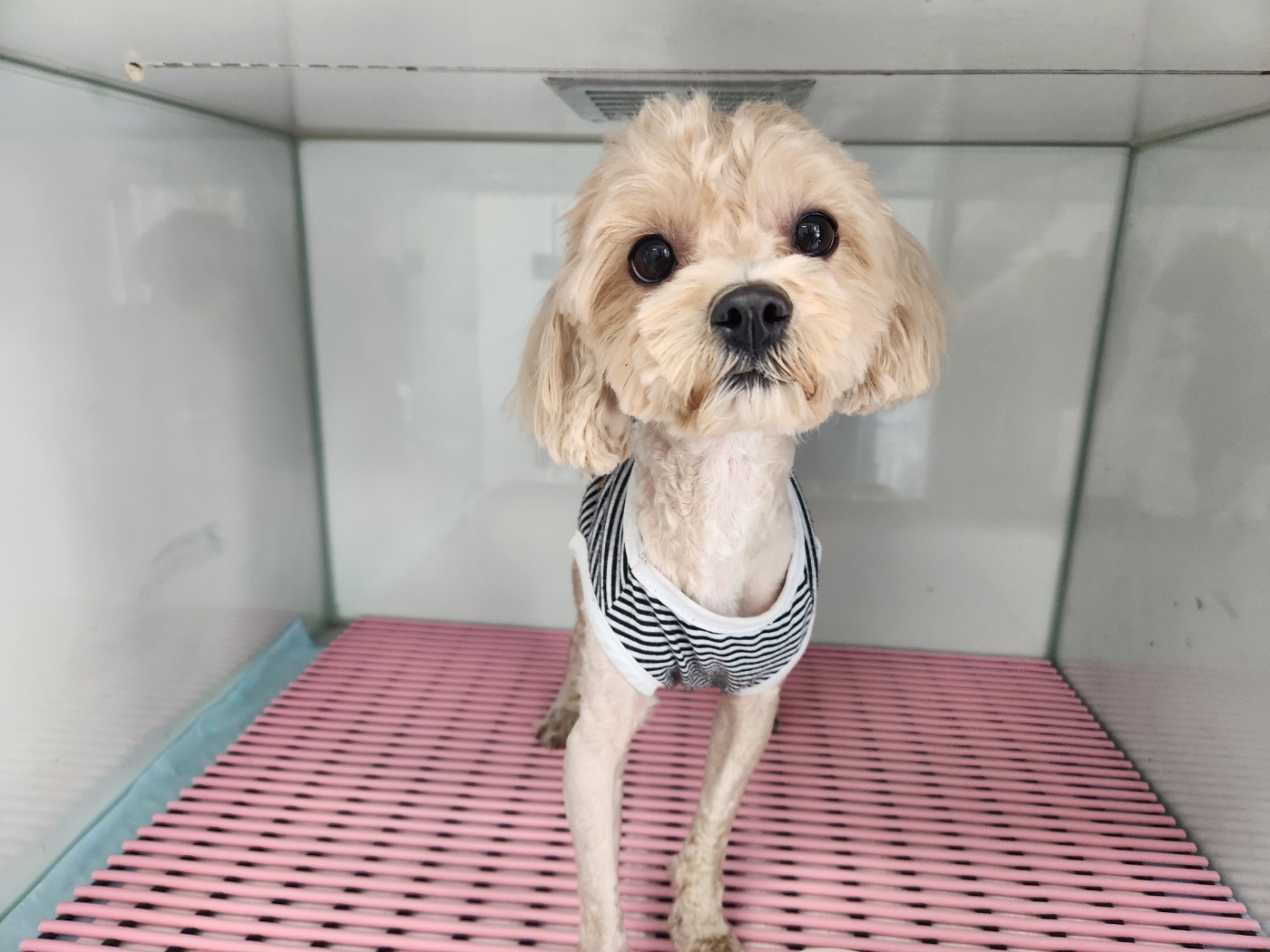 광주TNR동물병원초월_441554202500741
