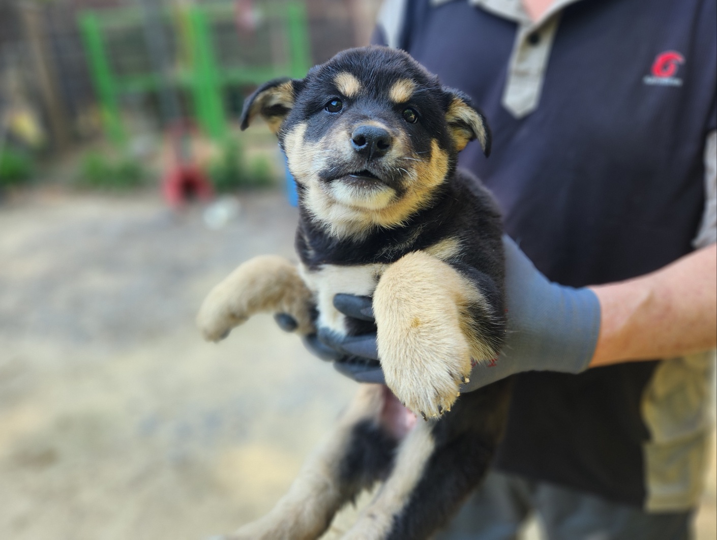 광주TNR동물병원초월_441554202500745