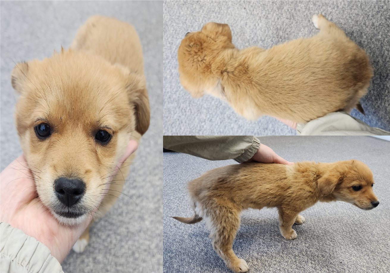서산시 동물보호센터_444453202500619