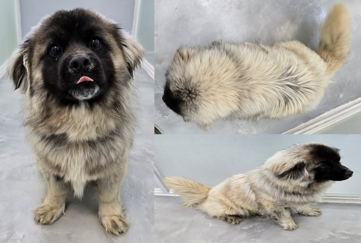 서산시 동물보호센터_444453202500617