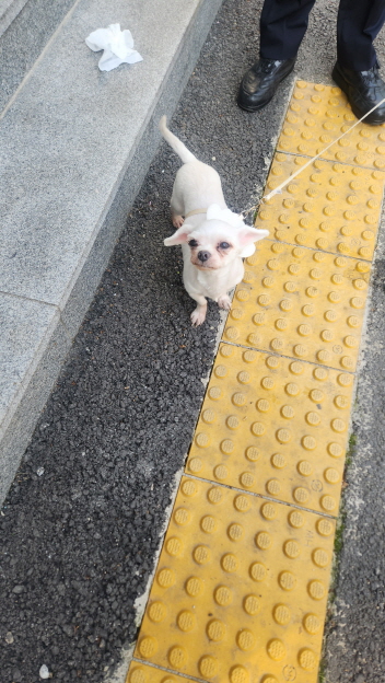 익산유기동물보호소_445468202501193