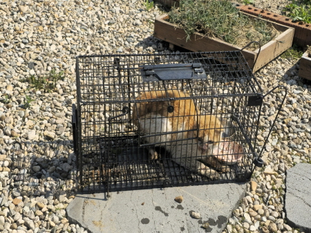 원주시동물보호센터_442419202500289